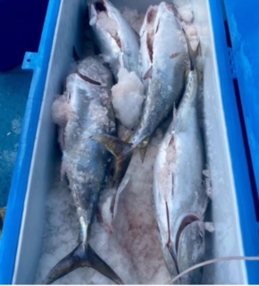 Four gutted and cleaned tuna in a blue esky with ice and a seawater slurry