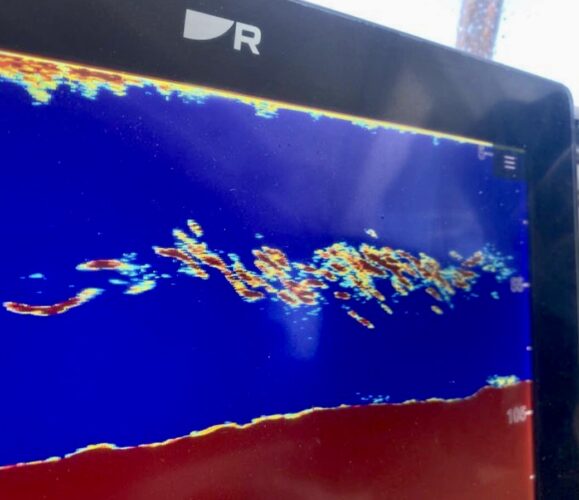 A sonar picture from a fish finder sounder displaying a school of tuna and baitfish