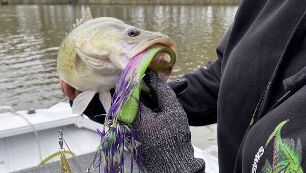 A Murray cod fish with a spinnerbait lure in its mouth held by a person wearing a grey glove and a black jumper