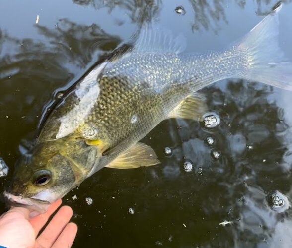 A bass fish held upright just below the waters surface