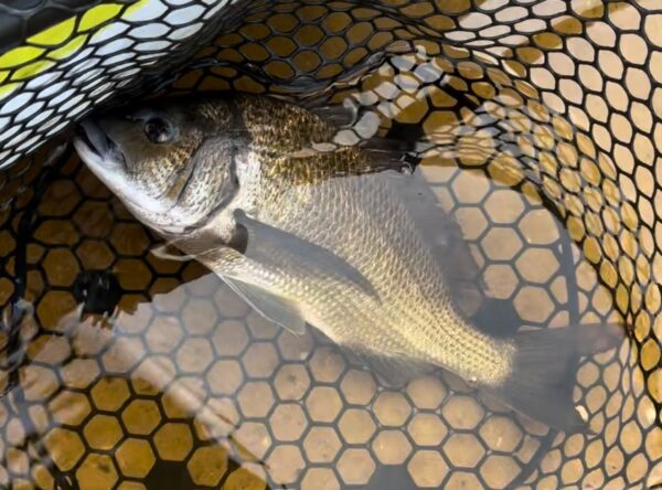 A bream fish in a black rubber net submerged in water with a sandy bottom