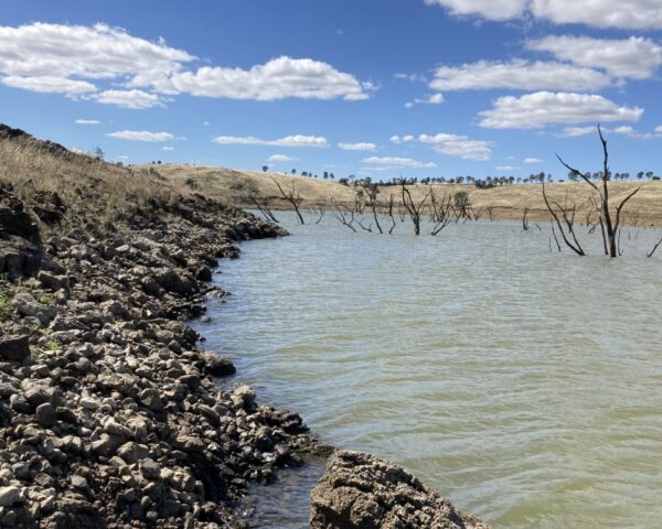 A rocky lake shoreline with standing timber in the water, showing preferred habitat of golden perch